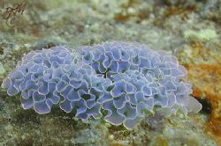 Lettuce Sea Slug (Elysia crispata)from Curacao. Nikon Coo... by Brian Mayes 
